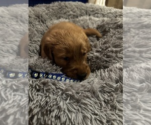 Medium Golden Retriever