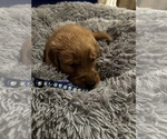 Puppy Blue collar Golden Retriever