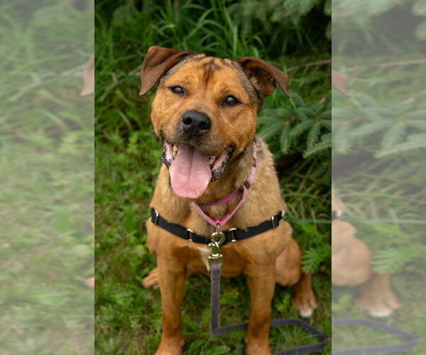 Medium Photo #3 Mutt Puppy For Sale in Bemidji, MN, USA