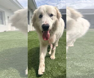 Great Pyrenees Dogs for adoption in Houston, TX, USA