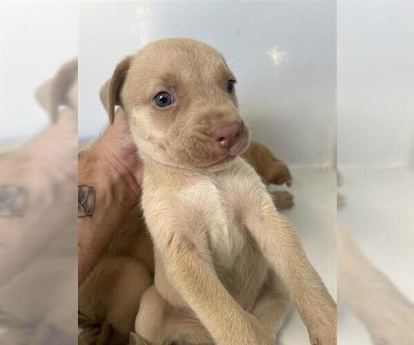 Medium Photo #1 Labrador Retriever-Unknown Mix Puppy For Sale in Houston, TX, USA