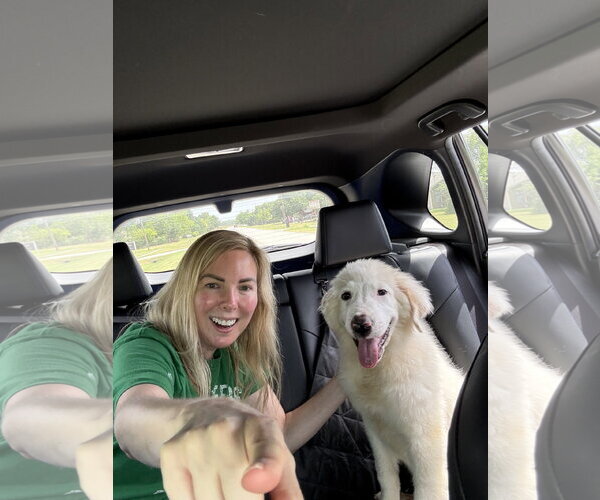 Medium Photo #5 Great Pyrenees Puppy For Sale in Dallas, TX, USA