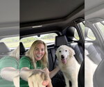 Small #4 Great Pyrenees