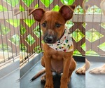 Small #4 Labrador Retriever Mix