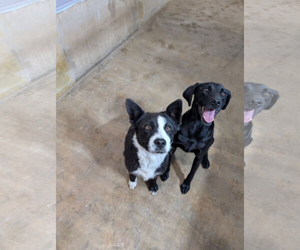 Medium Photo #1 Catahoula Leopard Dog-Labrador Retriever Mix Puppy For Sale in Chinook, MT, USA