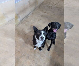 Catahoula Leopard Dog-Labrador Retriever Mix Dogs for adoption in Chinook, MT, USA