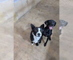 Small Catahoula Leopard Dog-Labrador Retriever Mix
