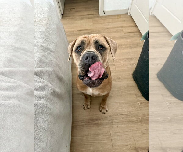 Medium Photo #12 Bullmastiff Puppy For Sale in Goodyear, AZ, USA