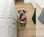 Small #11 Bullmastiff