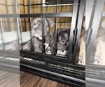 Small #4 French Bulldog