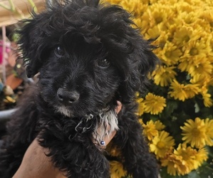 Doxiepoo (Miniature) Puppy for sale in WOBURN, MA, USA