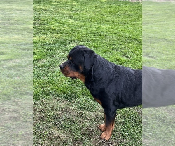 Medium Photo #16 Rottweiler Puppy For Sale in BULLS GAP, TN, USA