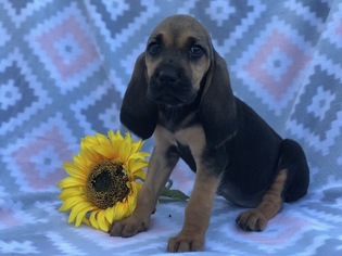 Bloodhound Puppy for sale in CEDAR LANE, PA, USA