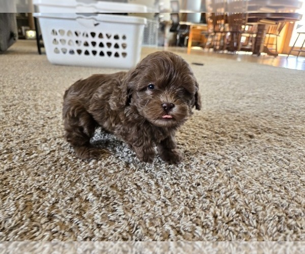 Medium Photo #9 ShihPoo Puppy For Sale in CARLYLE, IL, USA