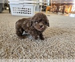 Small #8 ShihPoo