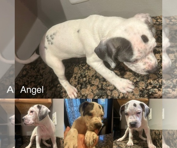 Medium Photo #1 American Bulldog-American French Bull Terrier Mix Puppy For Sale in SPRINGFIELD, VA, USA