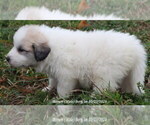 Puppy Puppy 6 Great Pyrenees
