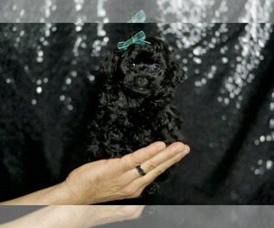 YorkiePoo Puppy for sale in WARSAW, IN, USA