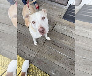 Gracie - Female Labrador Retriever-Staffordshire Bull Terrier Mix Dog for Adoption - Photo #4