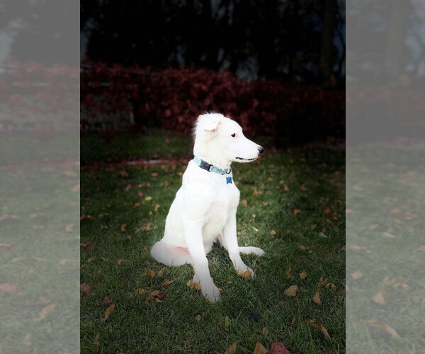 Medium Photo #4 Mutt Puppy For Sale in Andover, MN, USA