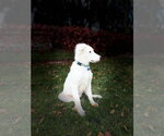 Small Photo #4 Mutt Puppy For Sale in Andover, MN, USA