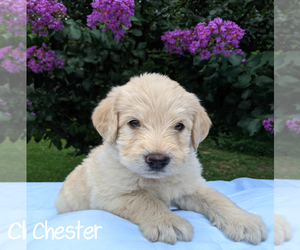 Labradoodle-Poodle (Standard) Mix Puppy for sale in LINDEN, TN, USA