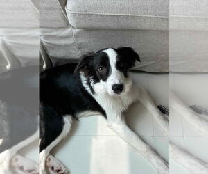 Border Collie Dogs for adoption in Agoura Hills, CA, USA