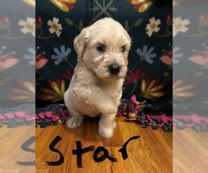 Golden Retriever Puppy for sale in MEADOW BRIDGE, WV, USA