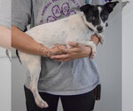 Small Photo #2 Dachshund-Unknown Mix Puppy For Sale in Huntley, IL, USA