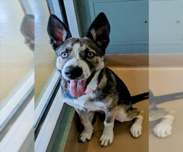 Medium Photo #2 Siberian Husky-Unknown Mix Puppy For Sale in Plano, TX, USA