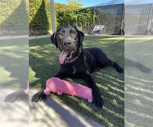 Medium Labrador Retriever Mix
