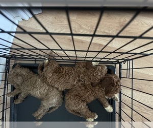 Poodle (Miniature) Puppy for sale in MUSCATINE, IA, USA