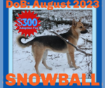 Small #1 German Shepherd Dog