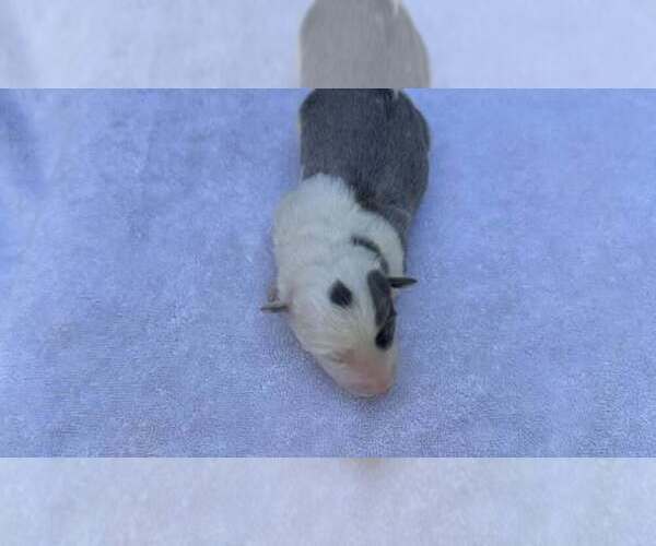 Medium Photo #2 Border Collie Puppy For Sale in MOSIER, OR, USA