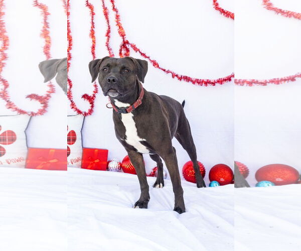 Medium Photo #2 American Pit Bull Terrier-Red Heeler Mix Puppy For Sale in Stover, MO, USA