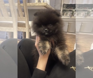 Pomeranian Puppy for Sale in MODESTO, California USA