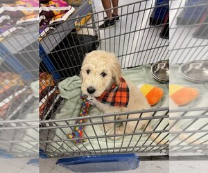 Goldendoodle Puppy for sale in SPRING VALLEY, CA, USA
