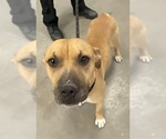 Small #3 Mutt