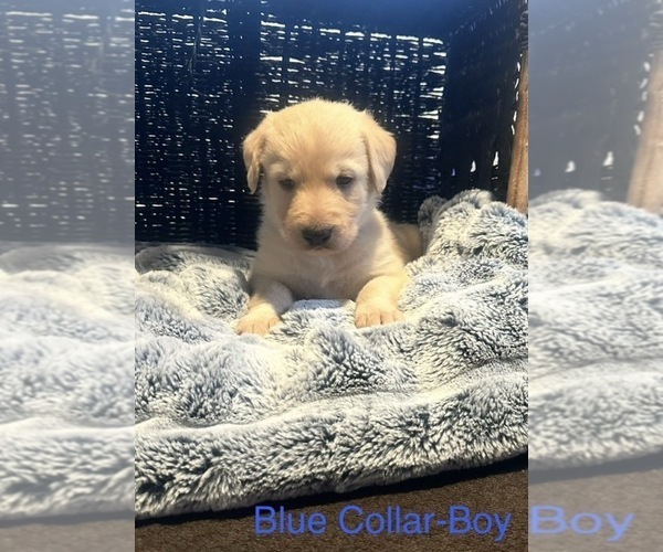 Medium Photo #7 Labradoodle Puppy For Sale in KIRKSVILLE, MO, USA