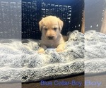 Puppy Blue Male Labradoodle