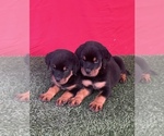 Small Photo #9 Rottweiler Puppy For Sale in MIRA LOMA, CA, USA