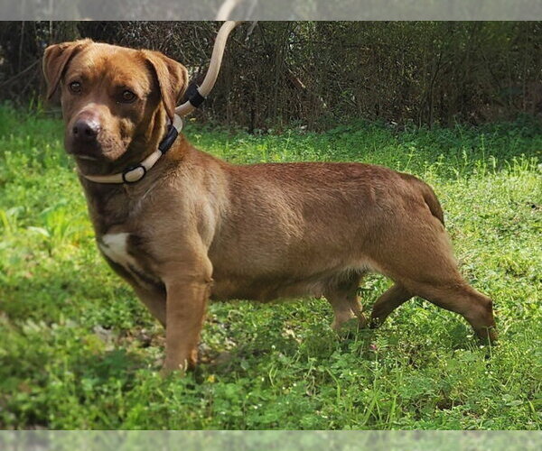 Medium Photo #2 Mutt Puppy For Sale in Wetumpka, AL, USA