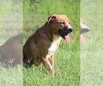 Small #2 Labrador Retriever Mix