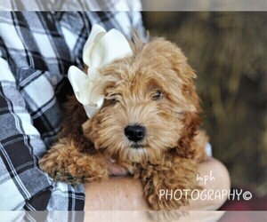 Cockapoo Puppy for sale in LIBERTY, KY, USA