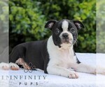 Small #5 Boston Terrier