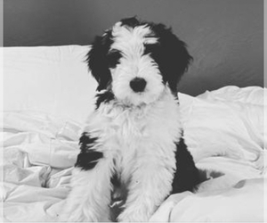 Sheepadoodle Puppy for sale in CANYON, TX, USA