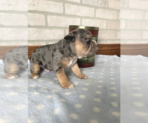 Medium Photo #4 French Bulldog Puppy For Sale in MIDDLEBURY, IN, USA