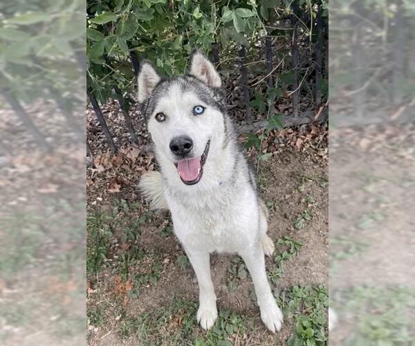 Medium Photo #2 Siberian Husky-Unknown Mix Puppy For Sale in Riverside, CA, USA