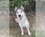 Small #1 Siberian Husky Mix