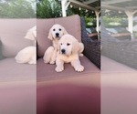 Small Photo #9 Golden Retriever Puppy For Sale in ELVERTA, CA, USA